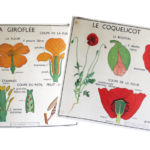 Affiche le coquelicot / la giroflée