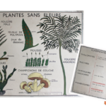 Affiche Plantes sans fleurs