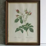 Cadre Redouté Le rosier d’Evrat