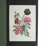 Lithographie Prévost Fleurs