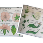 Affiche L’églantier Le pois
