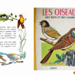 Les oiseaux des bois et des champs