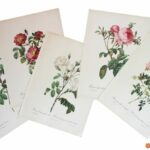 Planche botanique Les Roses de Redouté