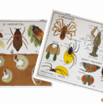 Affiche L’araignée / Le hanneton