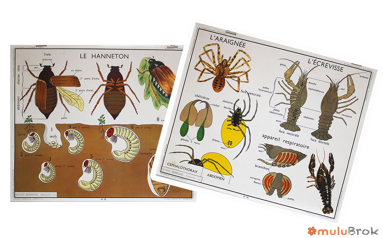 Affiche L’araignée / Le hanneton