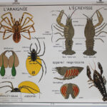 Photo 4 - Affiche L’araignée / Le hanneton