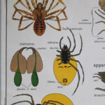 Photo 5 - Affiche L’araignée / Le hanneton