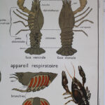 Photo 6 - Affiche L’araignée / Le hanneton