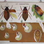 Photo 1 - Affiche L’araignée / Le hanneton