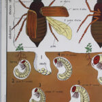 Photo 2 - Affiche L’araignée / Le hanneton