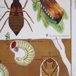 Photo 3 - Affiche L’araignée / Le hanneton