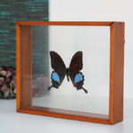 Photo 1 - Cadre papillon