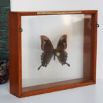 Photo 2 - Cadre papillon