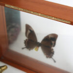 Photo 3 - Cadre papillon