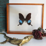 Photo 4 - Cadre papillon