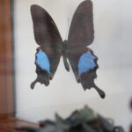 Photo 5 - Cadre papillon