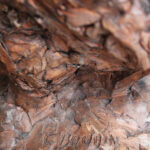 Photo 3 - Le coq sculpture signée Boudin