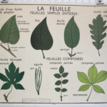 Photo 5 - Affiche La feuille Les tiges