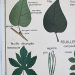 Photo 4 - Affiche La feuille Les tiges