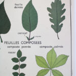 Photo 6 - Affiche La feuille Les tiges