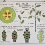 Photo 1 - Affiche La feuille Les tiges