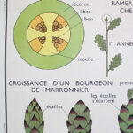 Photo 2 - Affiche La feuille Les tiges