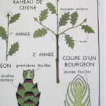 Photo 3 - Affiche La feuille Les tiges