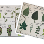 Affiche La feuille Les tiges