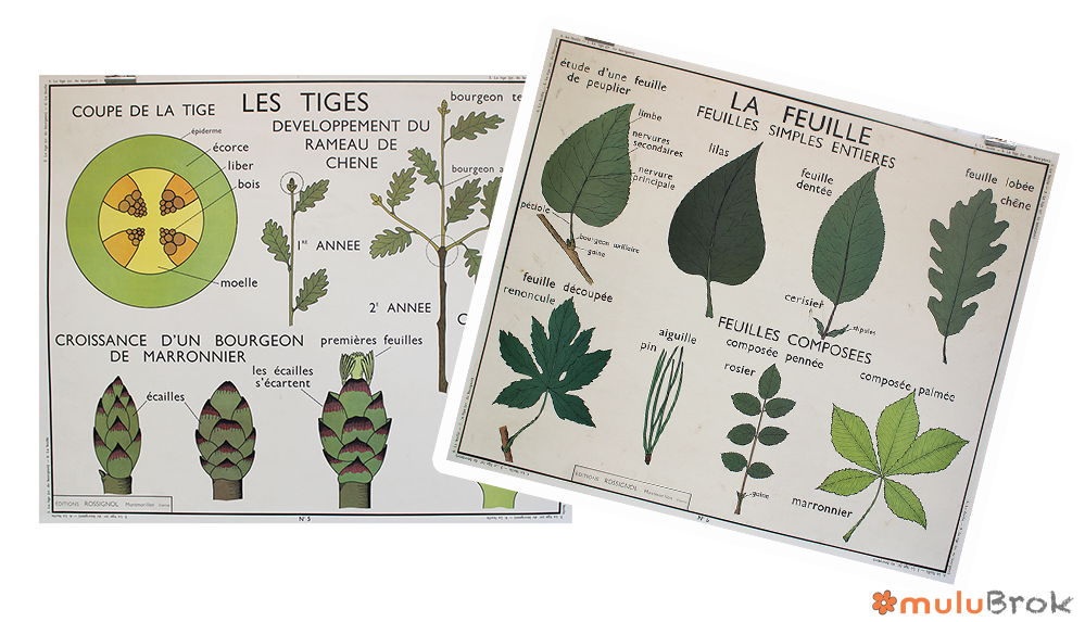 Affiche La feuille Les tiges