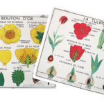 Affiche La tulipe Le bouton d&rsquo;or