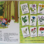 Photo 4 - Petit Tom et les secrets des bois