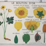 Photo 1 - Affiche La tulipe Le bouton d&rsquo;or