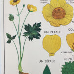 Photo 2 - Affiche La tulipe Le bouton d&rsquo;or