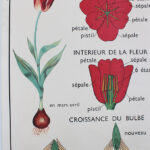 Photo 5 - Affiche La tulipe Le bouton d&rsquo;or