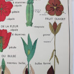 Photo 6 - Affiche La tulipe Le bouton d&rsquo;or