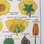 Photo 3 - Affiche La tulipe Le bouton d&rsquo;or