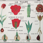 Photo 4 - Affiche La tulipe Le bouton d&rsquo;or