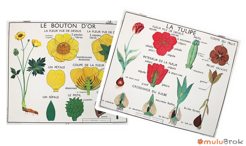 Affiche La tulipe Le bouton d&rsquo;or