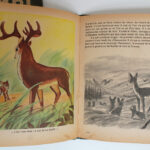 Photo 6 - Bambi