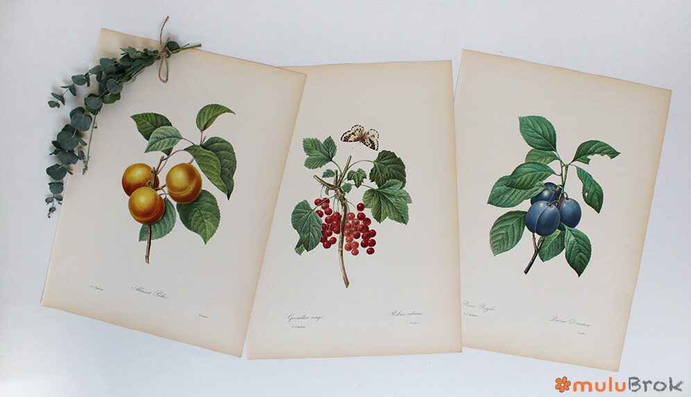 Planche botanique Les Fruits de Redouté