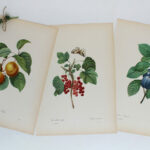 Planche botanique Les Fruits de Redouté