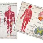 Affiche Système musculaire et nerveux